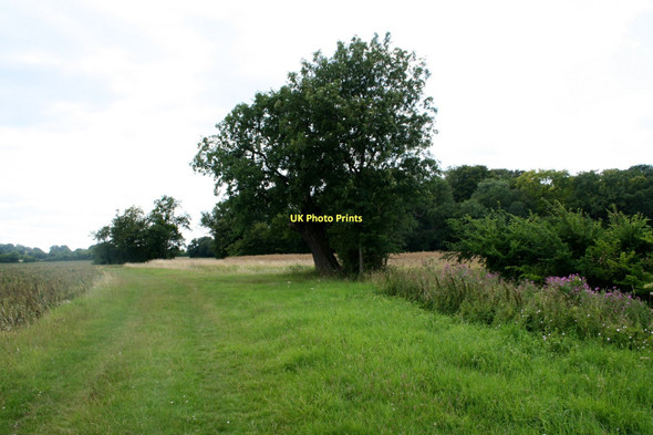 Photo 6"x4" Colliersley Wood, Gestingthorpe Gestingthorpe c2011