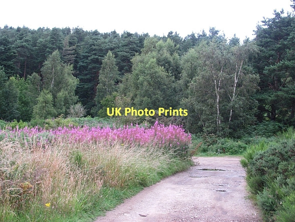Photo 6"x4" Binn Hill woodland Lochhill\/NJ2964 c2011