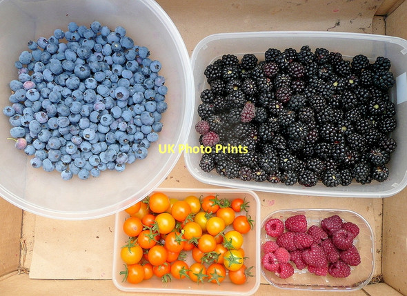 Photo 6"x4" Blue, black, red and gold Bromsash c2011