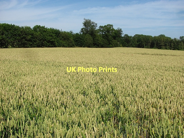 Photo 6"x4" Wheat, Balgone Kingston\/NT5482 c2011