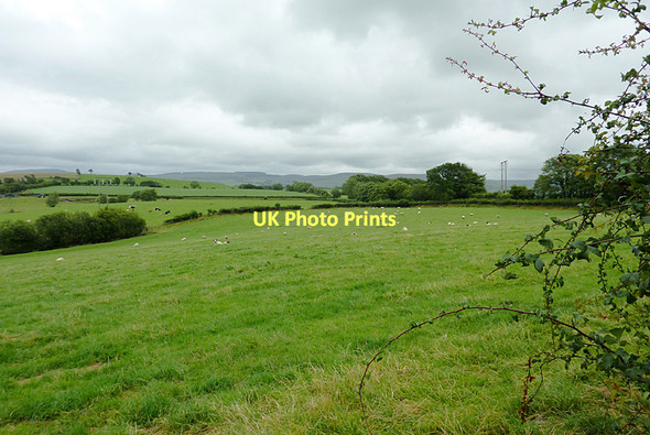 Photo 6"x4" Pasture north of Stags Head, Ceredigion Stags Head c2011