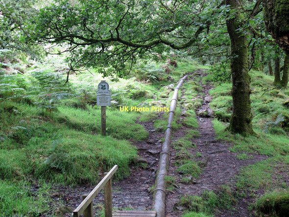 Photo 6"x4" Iron pipe in North Wood Shaugh Prior c2011