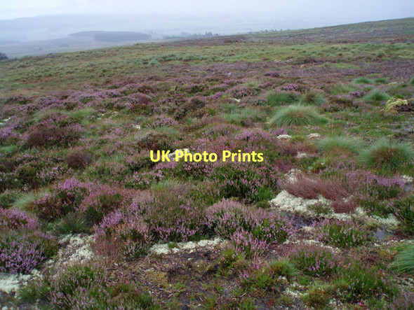 Photo 6"x4" Moorland, Hill of Slackmore Upper Knockando c2011