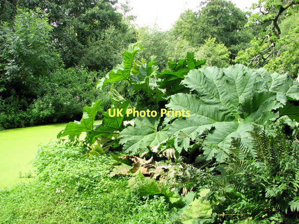 Photo 6"x4" Gunnera in Fairhaven Water Garden, South Walsham South Walsham c2011