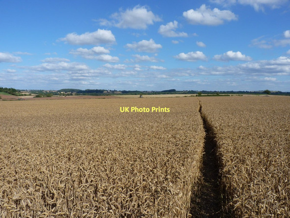 Photo 6"x4" A footpath through ripe wheat, near Ackleton Ackleton c2011