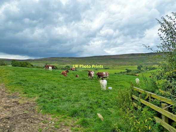 Photo 6"x4" Grazing Cattle, Hallgarth Farm, Raisdale Chop Gate c2011