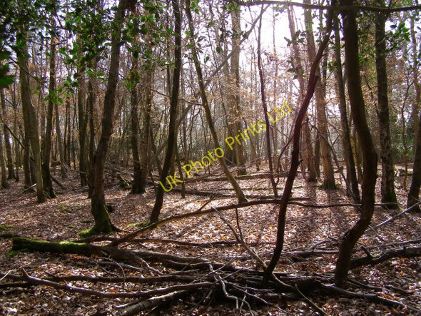 Photo 6"x4" Woodland on Honey Hill, New Forest Furzey Lodge c2006