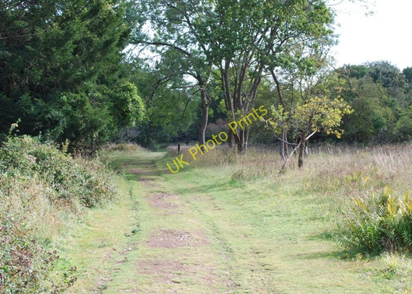 Photo 6"x4" Grassy track, Kingley Vale National Nature Reserve West Stoke\/SU8208 c2009