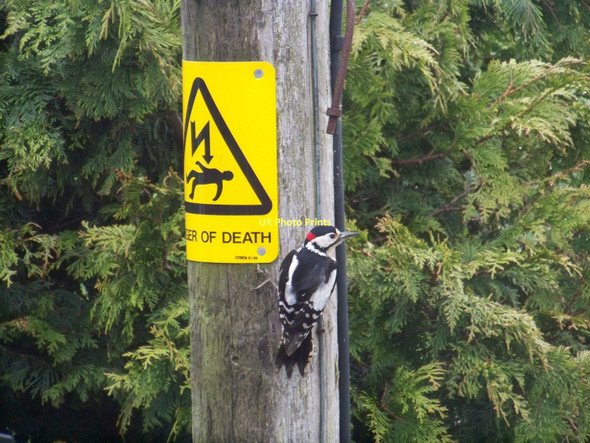 Photo 6"x4" Great Spotted Woodpecker (Dendrocopos major) Lambden c2011
