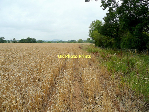 Photo 6"x4" Wheat field in the Vale of Leadon Brand Green\/SO7428 c2011