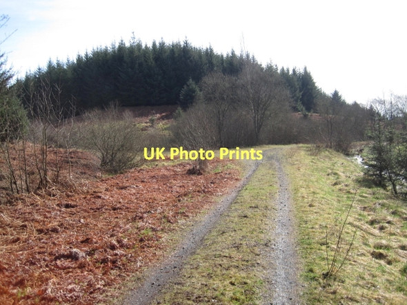 Photo 6"x4" Forest Track Junction, below Watson's Walls Watson's Walls c2011