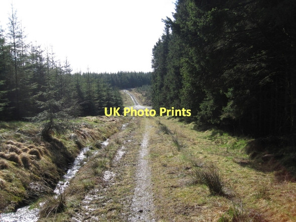 Photo 6"x4" Forest Track near Watson's Walls Watson's Walls c2011