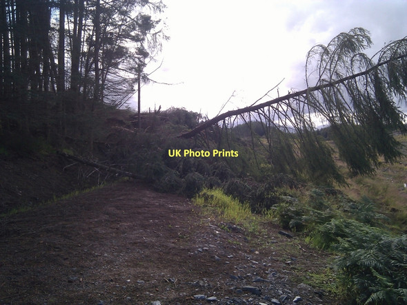 Photo 6"x4" Forestry track blocked by wind-blown timber Highbridge\/NN1981 c2011