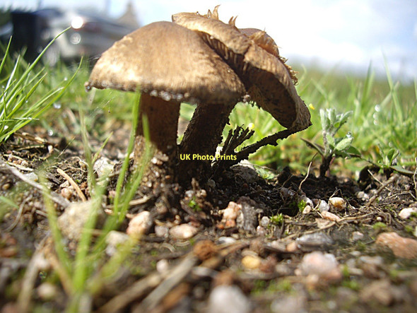 Photo 6"x4" Autumn fungi near Cuttieshillock (2) Strachan c2011