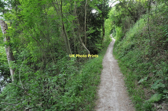 Photo 6"x4" Thames Path, Hartslock Wood Lower Basildon c2011