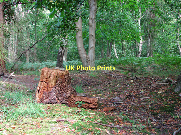 Photo 6"x4" Woodland beside Minsmere Road Dunwich c2011