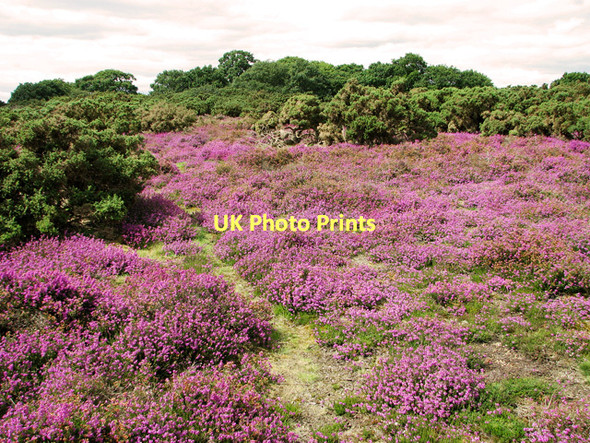Photo 6"x4" A sea of purple, Westleton Heath Westleton c2011
