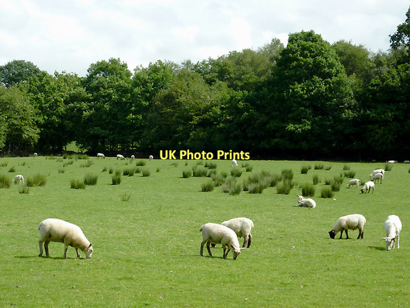 Photo 6"x4" Grazing east of  Capel Betws Lleucu, Ceredigion Capel Betws Lleucu c2011