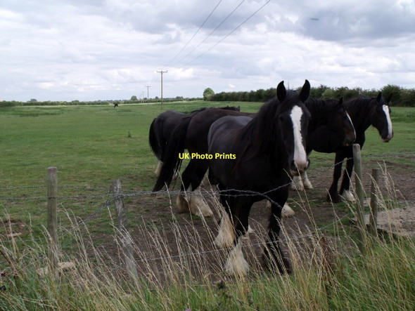 Photo 6"x4" Horses near Ruskington Fen Chapel Anwick c2011