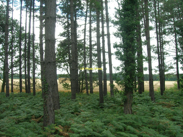 Photo 6"x4" Trees beside the B6463 Spital Hill\/SK6193 c2011