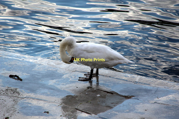 Photo 6"x4" Mute Swan (Cygnus olor) Marlow\/SU8586 c2011