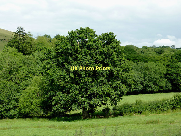 Photo 6"x4" Pasture and woodland west of Llwyn-y-Groes, Ceredigion Llwyn-y-groes\/SN5956 c2011