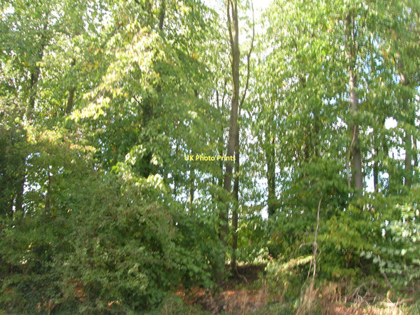 Photo 6"x4" Woodland beside the B6045 Blyth\/SK6287 c2011