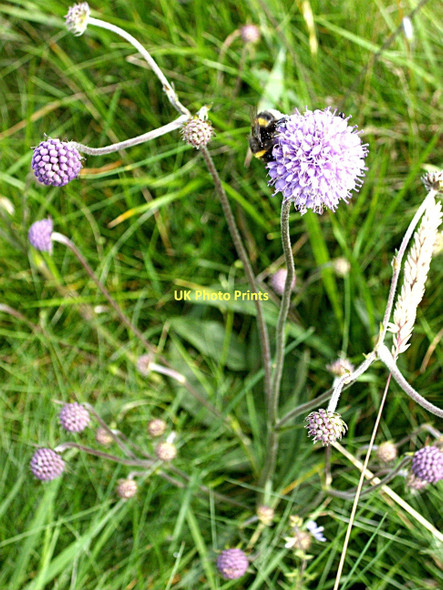 Photo 6"x4" Pollinator at work Strachan c2011