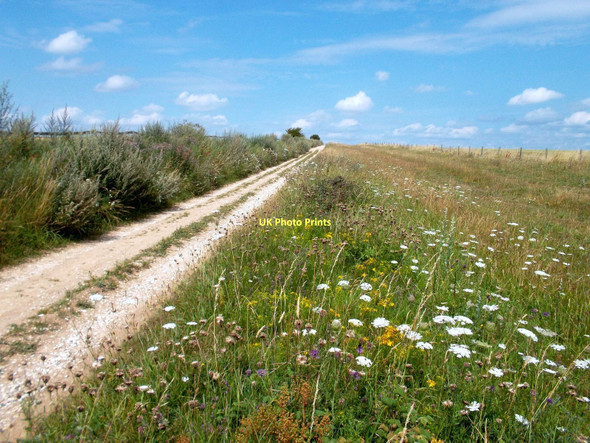 Photo 6"x4" Wild Flowers by The Ridgeway East Ilsley c2011