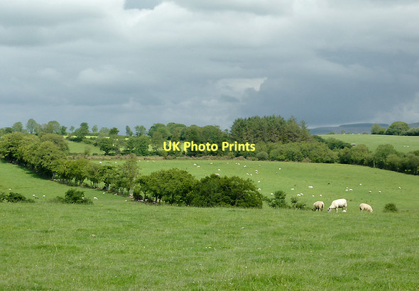 Photo 6"x4" Pasture west of Cockshead, Ceredigion Cockshead c2011