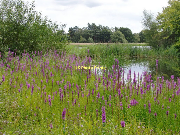 Photo 6"x4" Frensham Little Pond, northernmost end Frensham c2011
