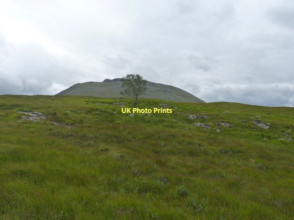 Photo 6"x4" Tree on rough hillside, Beinn an Dothaidh beyond Bridge of Orchy c2011