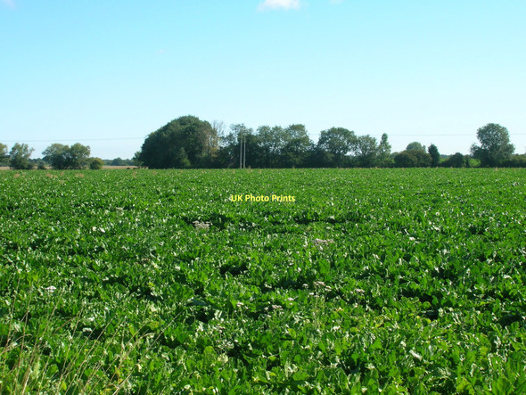 Photo 6"x4" Farmland near Riccall Riccall c2011