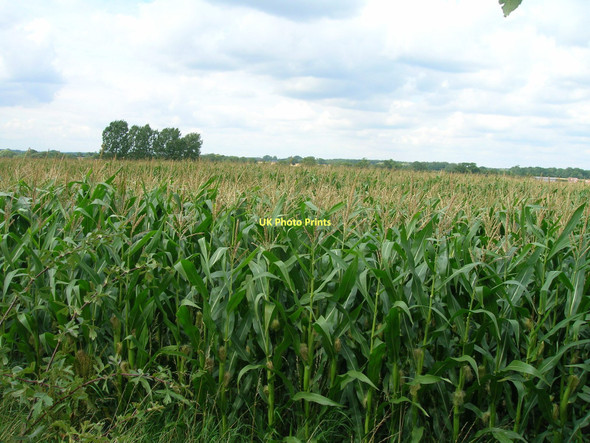 Photo 6"x4" Crop field, Orchard Farm Wheldrake c2011