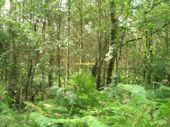 Photo 6"x4" Black Plantation Wheldrake c2011