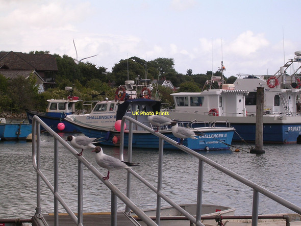 Photo 6"x4" Seagulls in Lymington Harbour Lymington c2011