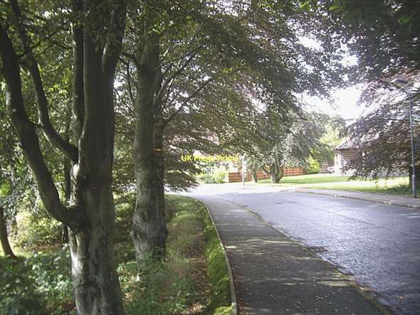 Photo 6"x4" Mature trees in Annesley Grove, Torphins Torphins c2011