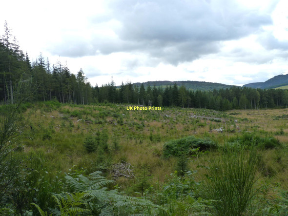 Photo 6"x4" Next crop Dunkeld c2011