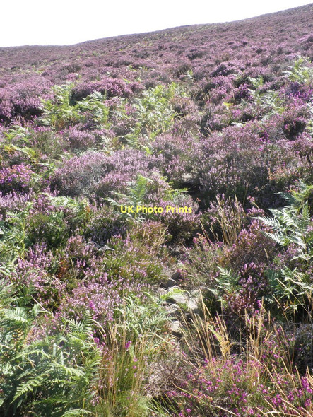 Photo 6"x4" Blooming heather, on Luccombe Hill Brockwell c2011