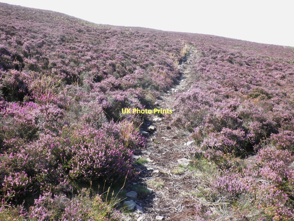 Photo 6"x4" Footpath through the heather, on Luccombe Hill Brockwell c2011