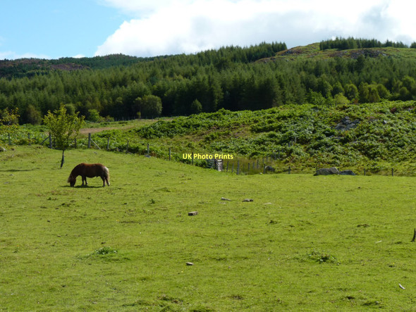 Photo 6"x4" Placid pony Dalguise c2011