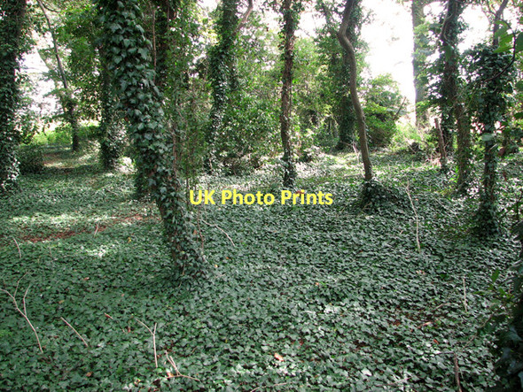 Photo 6"x4" Ivy-clad trees in Dovehill Wood, Sedgeford Sedgeford c2011
