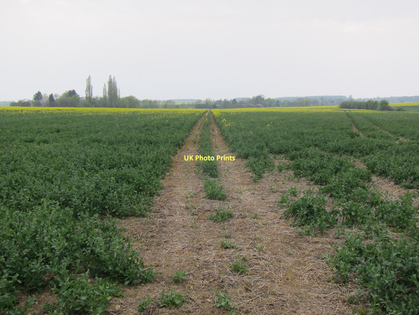 Photo 6"x4" Footpath to Weston Green Carlton Green c2011