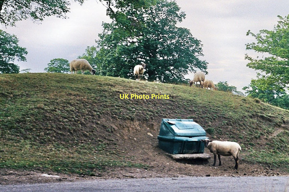 Photo 6"x4" Salt lick for sheep Loddington\/SK7802 c2011