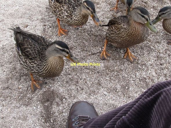 Photo 6"x4" The bickering mallards of Lough Shannagh Attical c2011