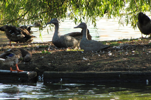 Photo 6"x4" Ducks on the island on the Pond in Pirbright. Pirbright c2011