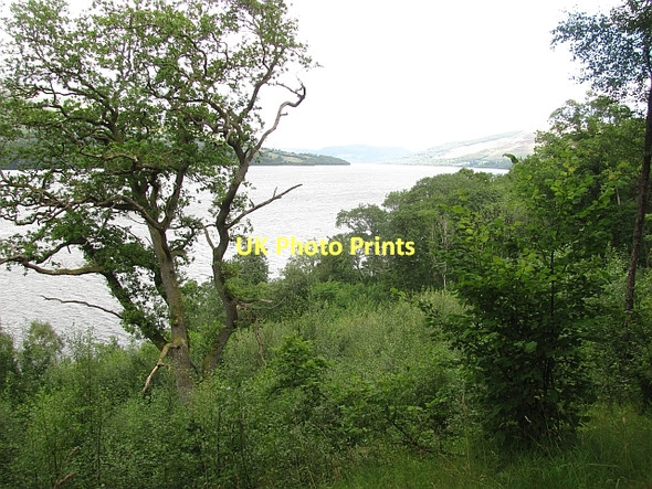 Photo 6"x4" Woodland, Loch Tay Ardeonaig c2011