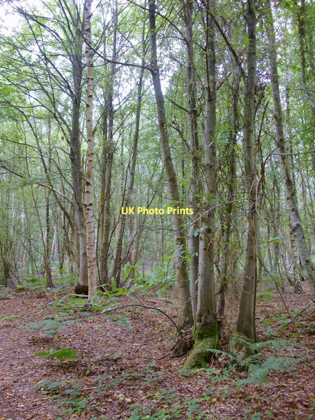 Photo 6"x4" Woodland, Coopers Moor Heath End\/SU9618 c2011