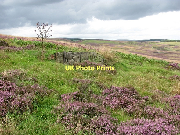 Photo 6"x4" Butt, Dirrington Great Law Longformacus c2011