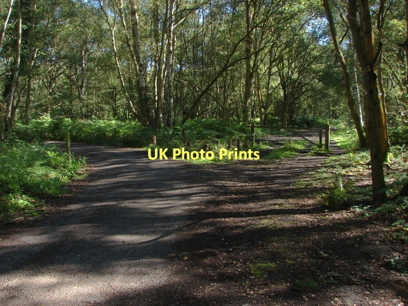 Photo 6"x4" Whitmoor Common Fox Corner\/SU9654 c2011